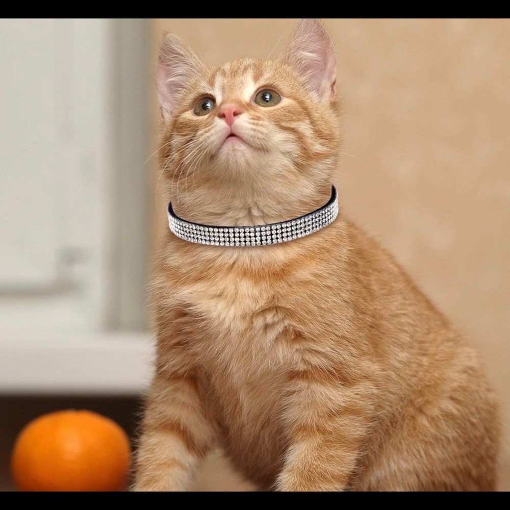 Cat collars
